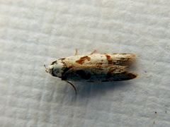Oxythecta hieroglyphica