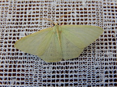 Chlorocoma assimilis