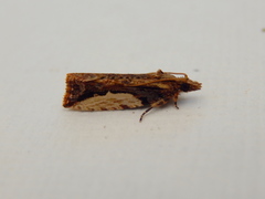 Statherotis pendulata