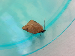 Meritastis ursina