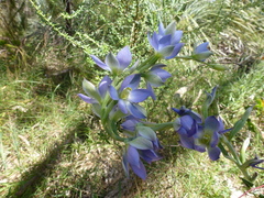 Thelymitra grandiflora