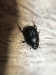 Onthophagus