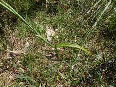 Thelymitra grandiflora