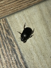 Onthophagus
