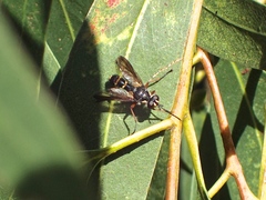Cylindromyia nigricosta