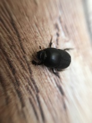 Onthophagus