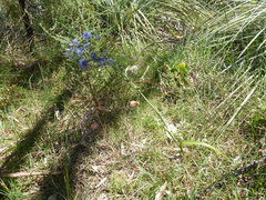 Thelymitra grandiflora