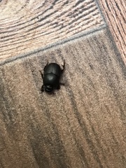 Onthophagus