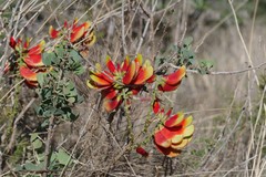 Erythrina acanthocarpa