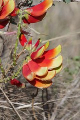 Erythrina acanthocarpa