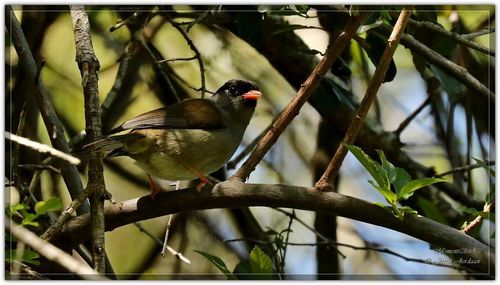 Bush Blackcap (Sylvia nigricapillus), photo 9