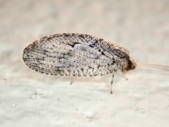 Wesmaelius subnebulosus