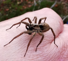 Alopecosa inquilina