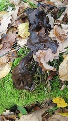 Craterellus cornucopioides