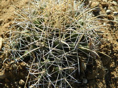 Coryphantha robustispina uncinata