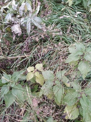 Urtica dioica