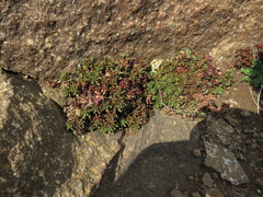 Crassula setulosa rubra