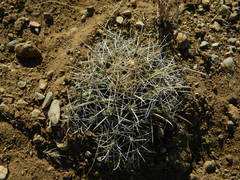 Coryphantha robustispina uncinata