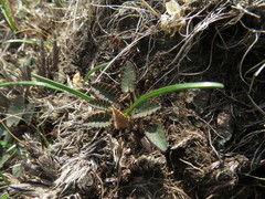 Alepidea galpinii