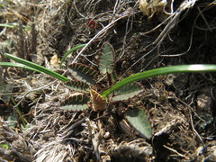 Alepidea galpinii