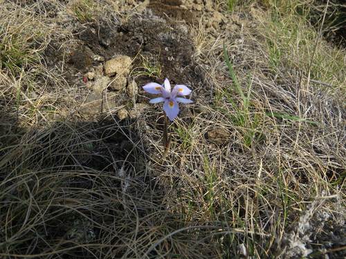 Drakensberg Uintjie (Moraea dracomontana)
