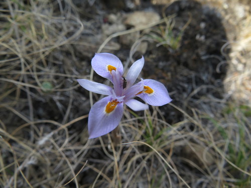 Image of Moraea dracomontana by (c) James Deacon, some rights reserved (CC BY-SA)