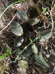 Alepidea galpinii