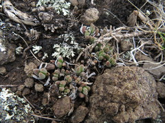 Delosperma basuticum