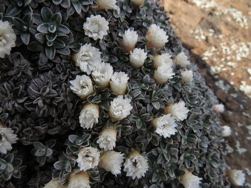 Image of Helichrysum sessilioides by (c) James Deacon, some rights reserved (CC BY-SA)