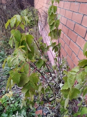 Acer negundo