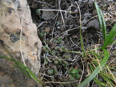Delosperma basuticum
