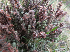 Erica alopecurus