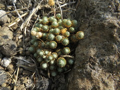 Psammotropha