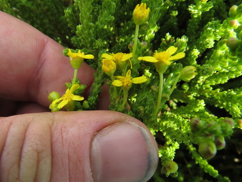 Image of Euryops candollei by (c) James Deacon, some rights reserved (CC BY-SA)