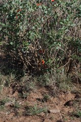 Erythrina acanthocarpa