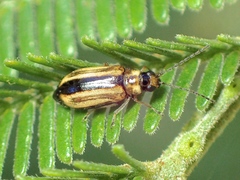 Monolepta subsuturalis