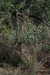 Erythrina acanthocarpa