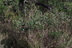 Erythrina acanthocarpa