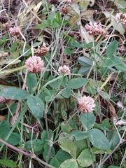 Trifolium hybridum