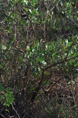 Erythrina acanthocarpa