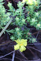 Hibbertia setifera