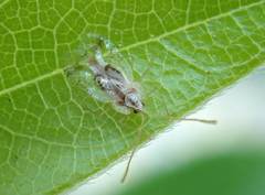 Stephanitis subfasciata