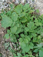 Chelidonium majus