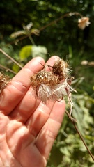 Cirsium carolinianum