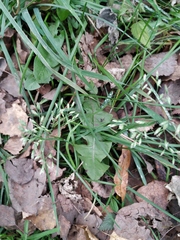 Poa annua