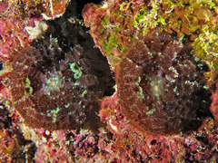 Rhodactis bryoides
