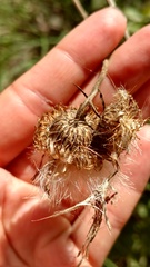 Cirsium carolinianum