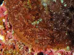 Rhodactis bryoides