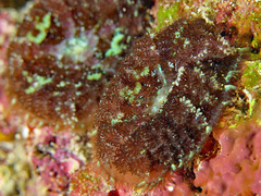 Rhodactis bryoides