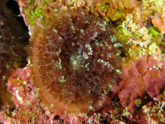 Rhodactis bryoides